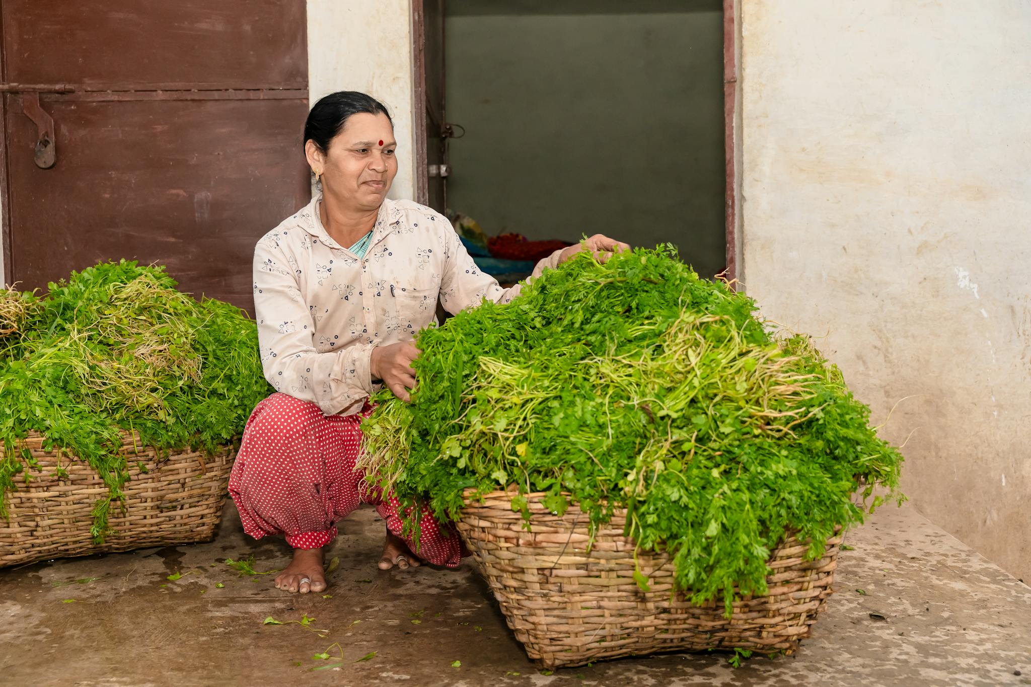 Indian woman sorting fresh greens in traditional baskets at a rural farm in Nagpur.