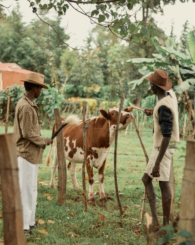 Two farmers tend to a brown and white cow behind a wooden fence on a verdant farm.